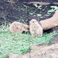 %e3%81%b7%e3%82%8c%e3%83%bc%e3%82%8a%e3%83%bc